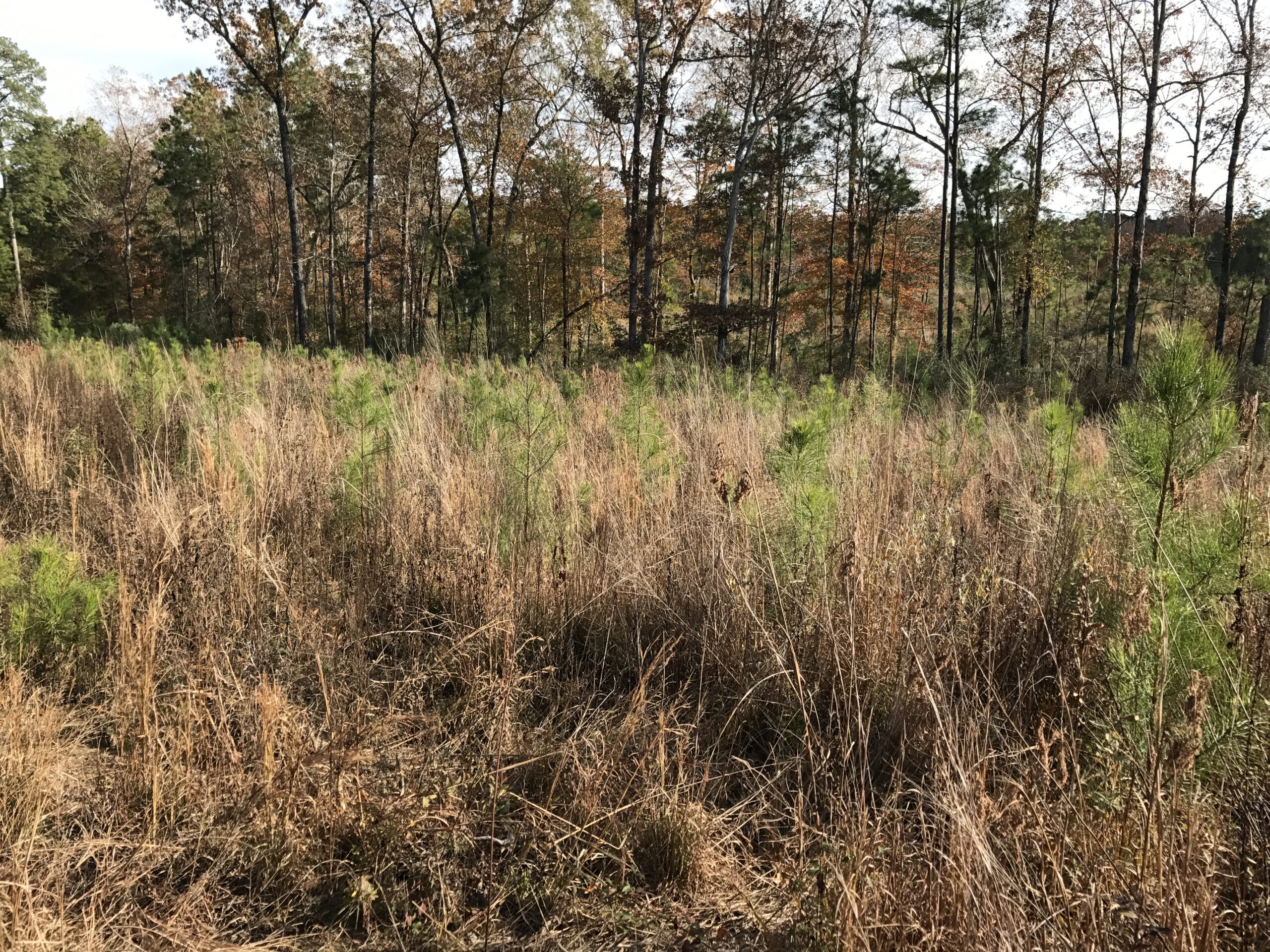 Deer Habitat and Pine Plantations Tines And Timber